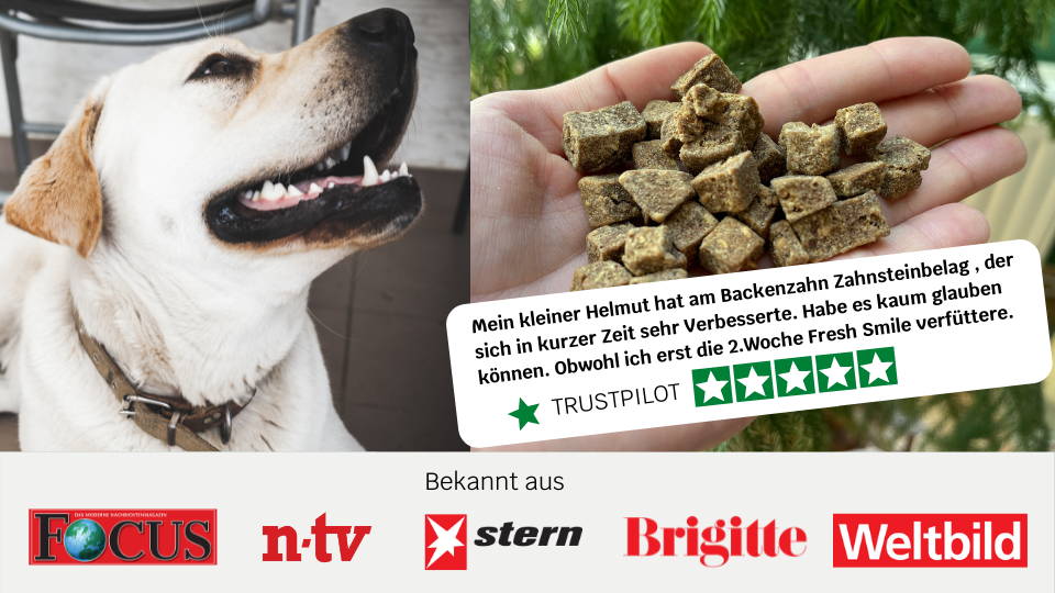 Die Alternative zu Kauknochen für die Zahnpflege beim Hund gegen Zahnp
